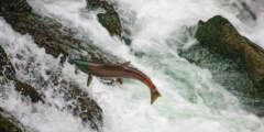 Salmon Viewing at Russian River