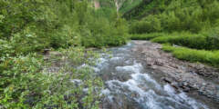 Salmon Viewing at Quartz Creek