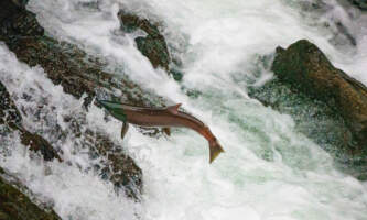 1920 61294d2a48a09 2021 Aug Russian River Falls 007alaska org photo contest photosalaska org alaska salmon viewing