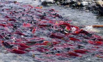 Kenai peninsula salmon run jim tayloralaska natural phenomenaalaska org alaska salmon viewing
