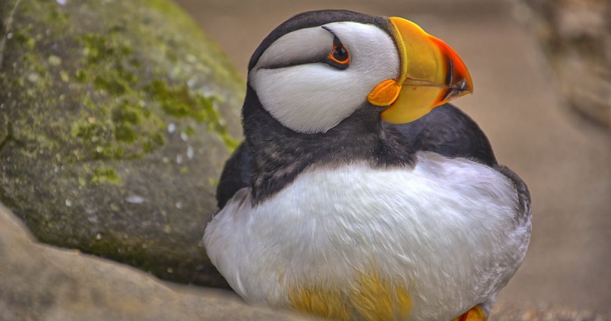 Horned and tufted puffin photos from Alaska's coast.