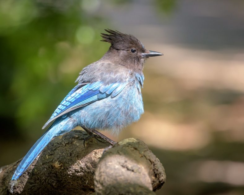 Steller's Jay - Kenai Fjords National Park (U.S. National Park Service)