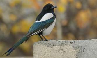 Birds Black billed Magpie Imran Shah
