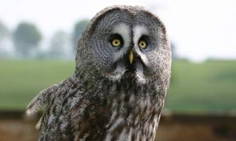 Birds Great Grey Owl