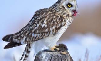 Birds Short eared Owl