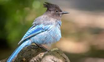 Alaska's Backyard Birds — Jays, Alaska Department of Fish and Game