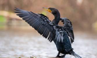 Wildlife Double crested Cormorant Bird Species