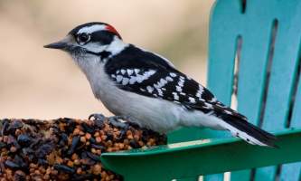 Wildlife Downy Woodpecker Bird Species