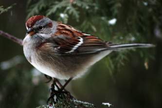 Birds American Tree Sparrow