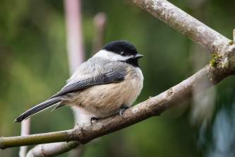 Birds Black capped Chickadee