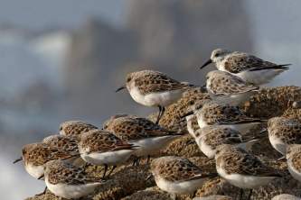 Birds Fork tailed Storm Petrel