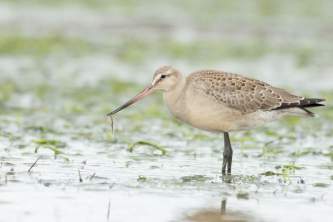 Birds Hudsonian Godwit ALL RIGHTS RESERVED