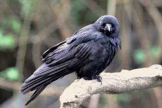 Birds Northwestern Crow