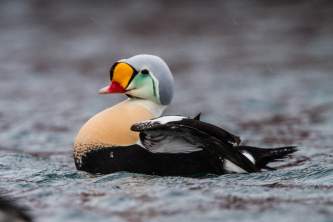 Wildlife 13667683273 192a5ee398 k Bird Species