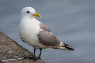 Wildlife Black legged Kittiwake Rebecca Matsubara Bird Species