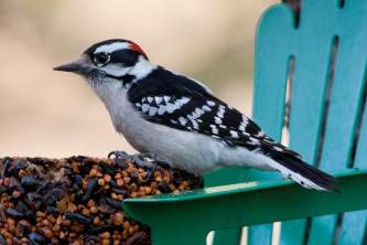 Wildlife Downy Woodpecker Bird Species