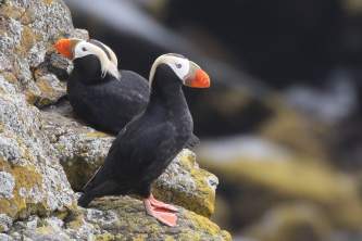 Wildlife Tufted Puffin Bird Species