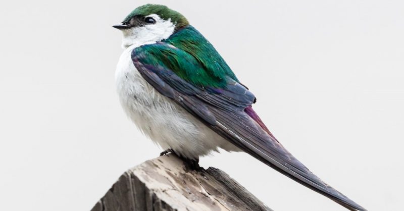 birds-Violet-green-Swallow.jpg