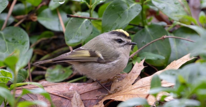 Golden-crowned Kinglet | ALASKA.ORG