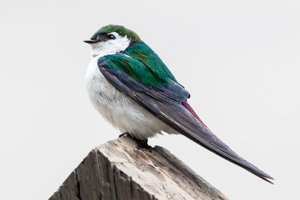 Violet-green Swallow | ALASKA.ORG