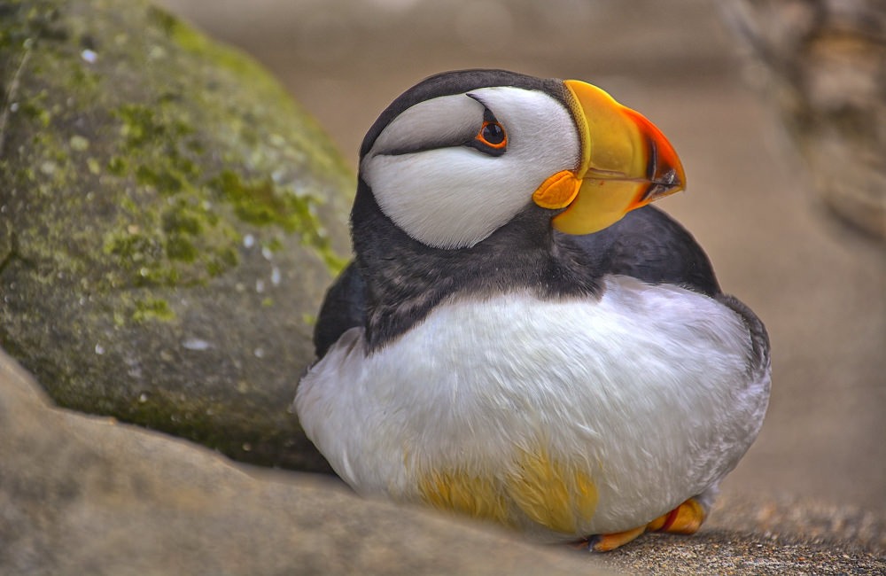 wildlife-Horned-Puffin-2-Kirt-