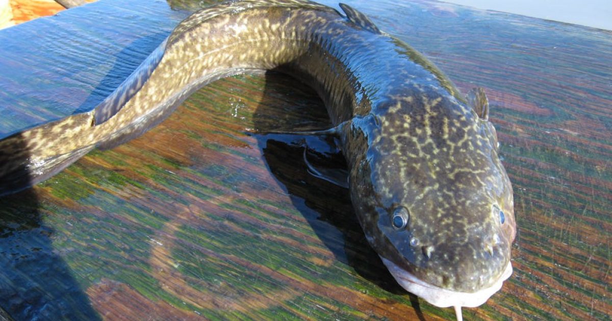 Alaska Burbot Fishing Spots