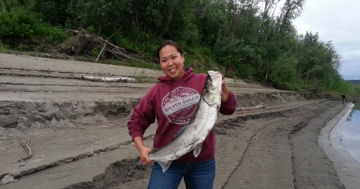 Winter Sheefish. Ice fishing for Alaska's largest…