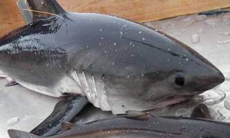 Fish Salmon Shark