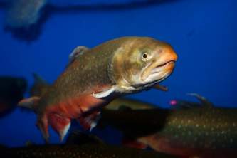 Fish Arctic Char