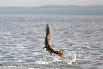 Fish Chum Salmon