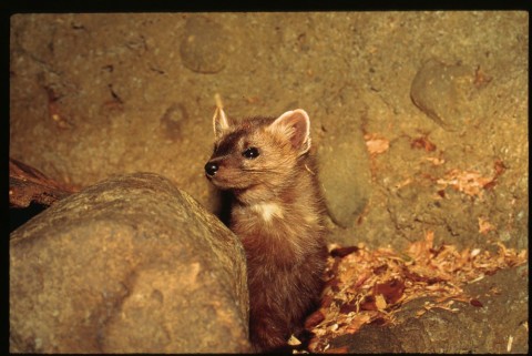Marten