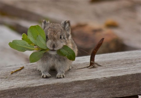 Collared Pika