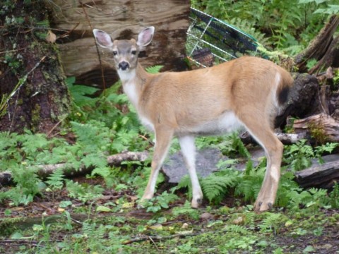 Sitka Blacktail Deer