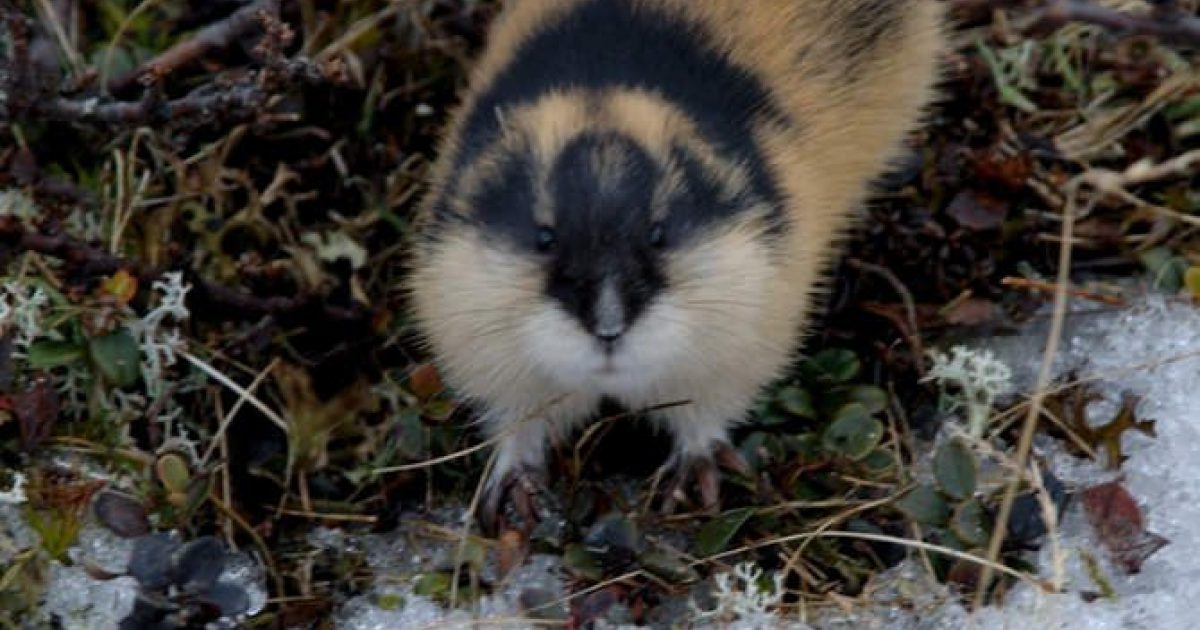 Brown lemming, rodent