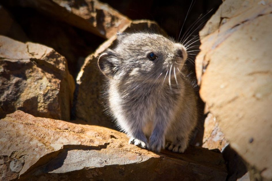 Alaska's Pika Township & Marmot Village