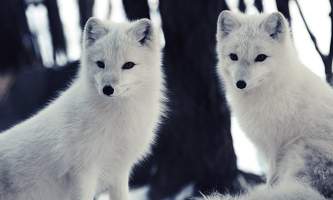 Land mammals arctic fox 01