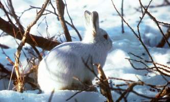 Land mammals tundra hare 02