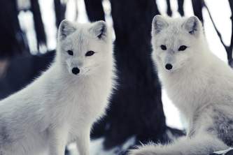 Land mammals arctic fox 01