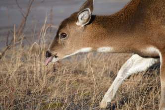Land mammals blacktail deer 02