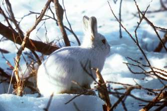 Land mammals tundra hare 02