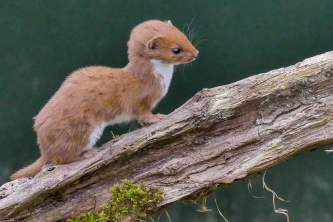 Land mammals weasel 02 Mike Prince
