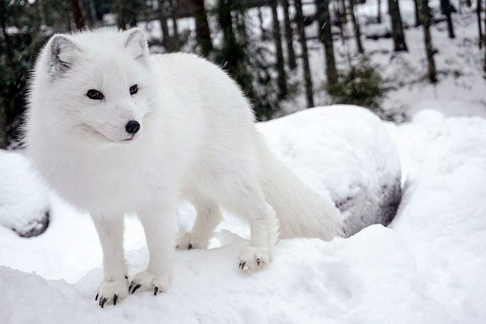 Arctic Fox ALASKA ORG Arctic Fox ALASKA ORG