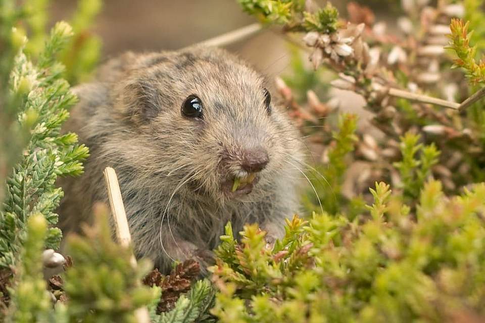 Brown lemming, rodent