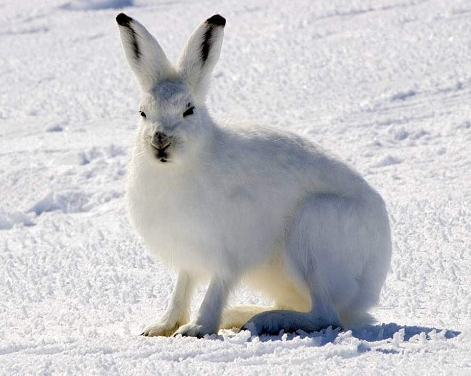 Tundra Hare