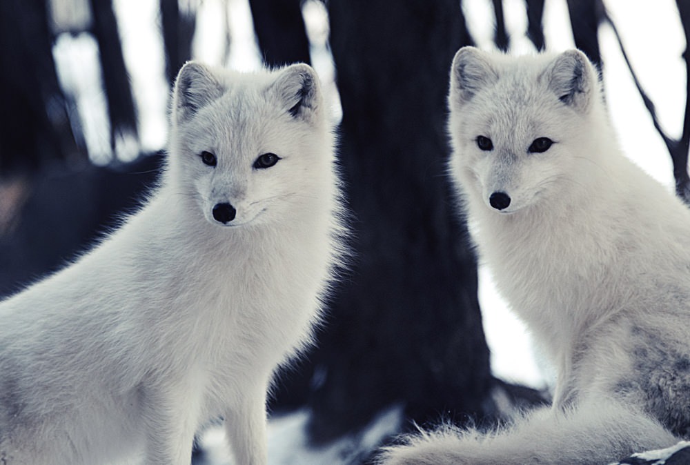 land-mammals-arctic_fox_01.jpg