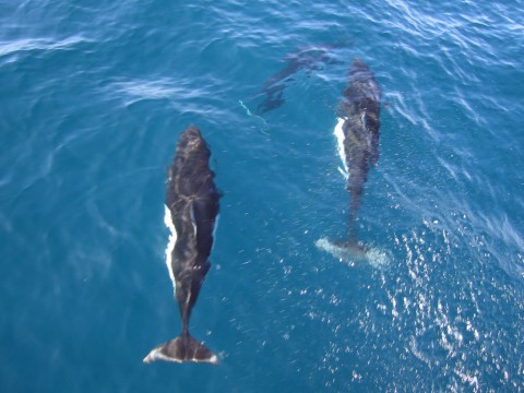 Dall's Porpoise