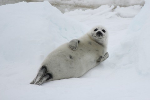 Harp Seal