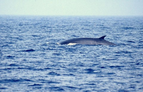 Fin Whale