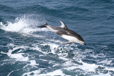 Pacific White-sided Dolphin