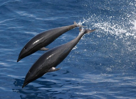 Northern Right-whale dolphin